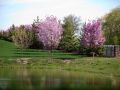 Prominence Creek Landscape2
