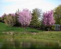Prominence Creek Landscape2