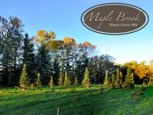 maple brook2